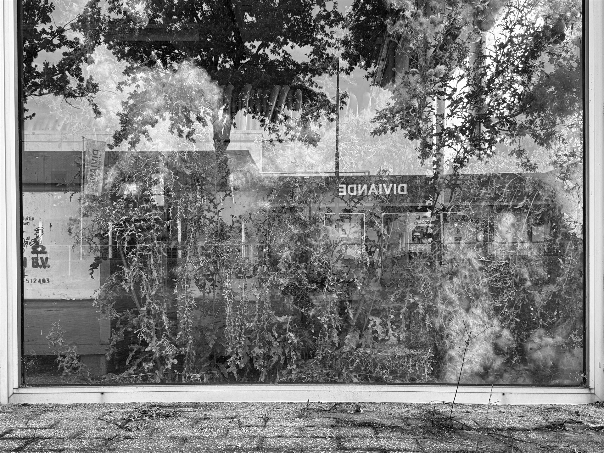 Overgrown plants pressed behind a scratched and reflective window.